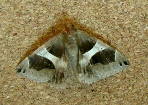 Réf. 123 806 : Dysgonia torrida