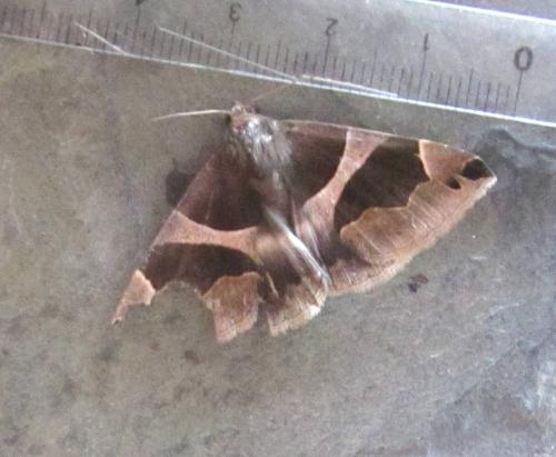 Réf. 123 830 : Dysgonia torrida
