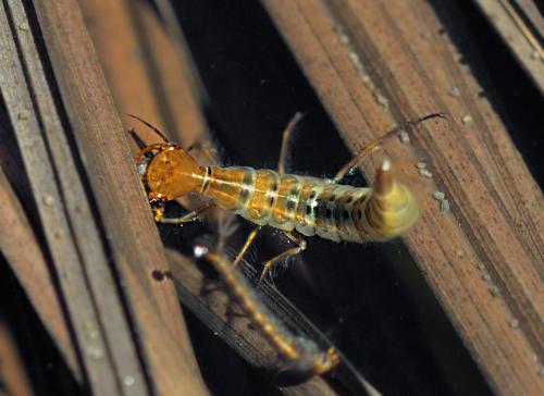 Dytiscus sp.