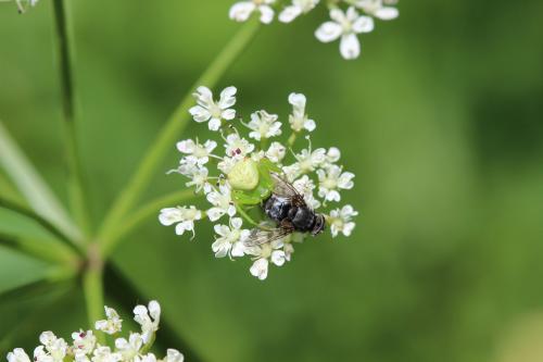 Ebrechtella tricuspidata
