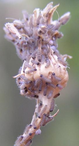 Réf. 123 952 : Hecatera dysodea