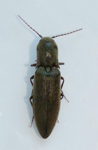 Réf. 123 098 : Agriotes pilosellus