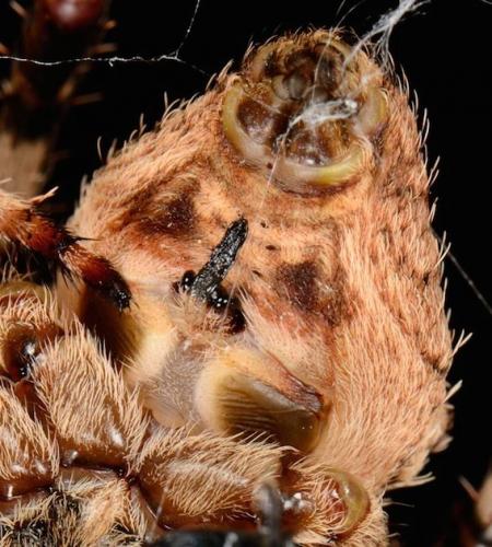Araneus angulatus
