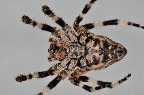Araneus angulatus