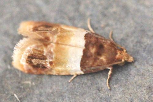 Epinotia festivana