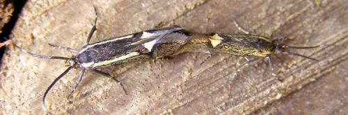 Esperia sulphurella