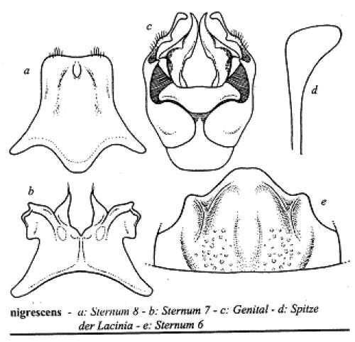 Eucera nigrescens