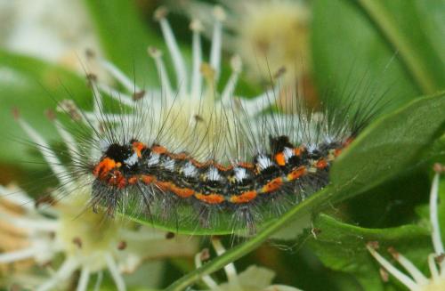 Euproctis similis