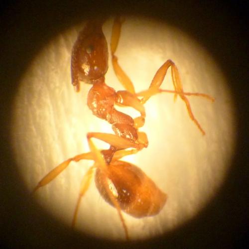 Réf. 123 728 : Aphaenogaster subterranea