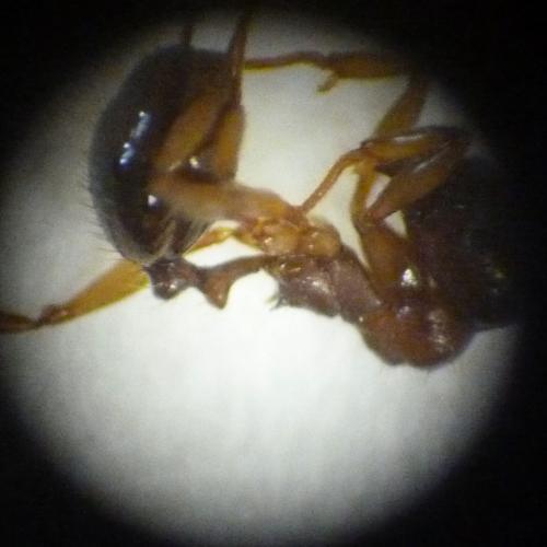 Réf. 123 729 : Aphaenogaster subterranea