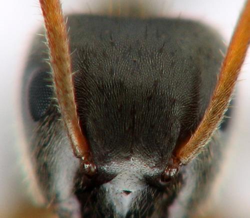 Réf. 123 648 : Lasius platythorax