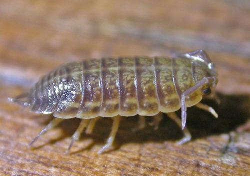 Porcellio dispar