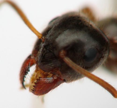 Réf. 123 646 : Lasius platythorax