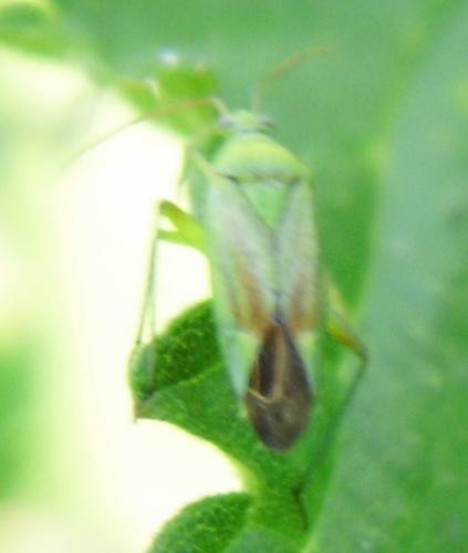 Closterotomus norwegicus