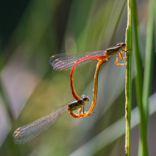 Réf. 123 178 : Ceriagrion tenellum