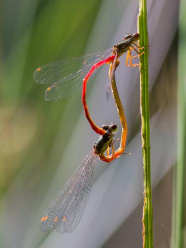 Ceriagrion tenellum