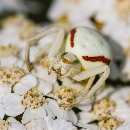 Misumena vatia