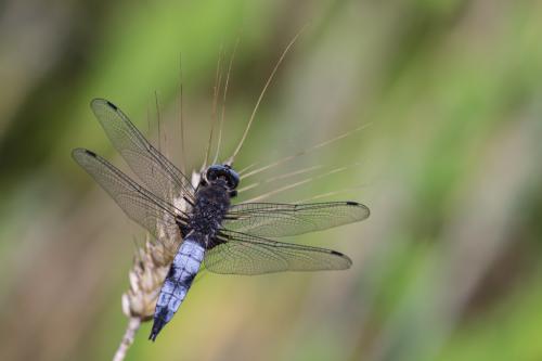 Libellula fulva