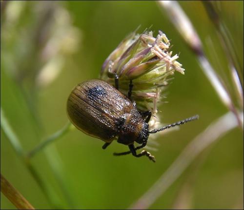 Galeruca sp.