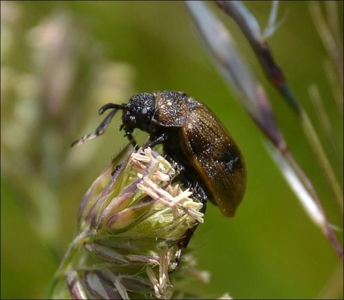 Galeruca sp.