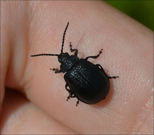 Galeruca tanaceti