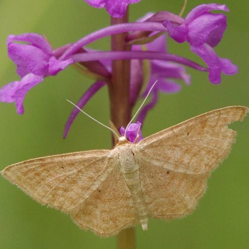 Réf. 123 941 : Idaea ochrata