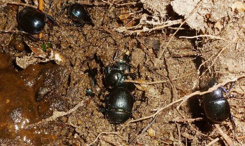 Anoplotrupes stercorosus