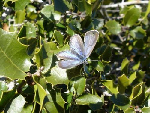 Réf. 123 147 : Glaucopsyche melanops