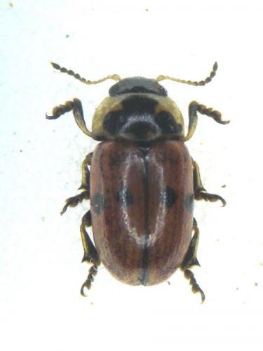 Réf. 123 152 : Gonioctena variabilis