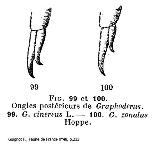 Réf. 123 425 : Graphoderus divers