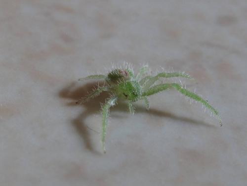 Heriaeus sp.