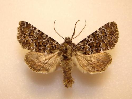 Réf. 123 100 : Hadena magnolii