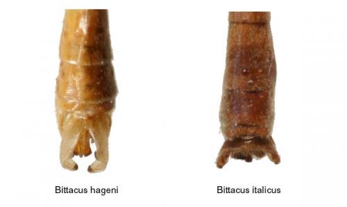 Bittacus divers