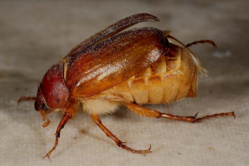 Réf. 123 953 : Amphimallon assimile