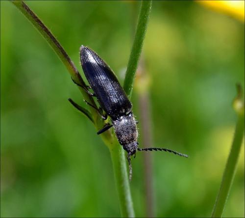 Réf. 123 414 : Hemicrepidius sp.