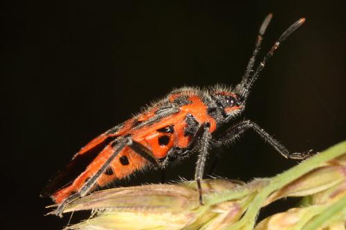 Corizus hyoscyami hyoscyami