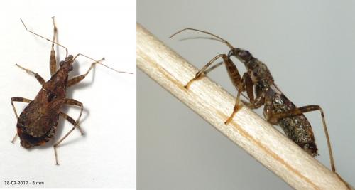 Himacerus mirmicoides