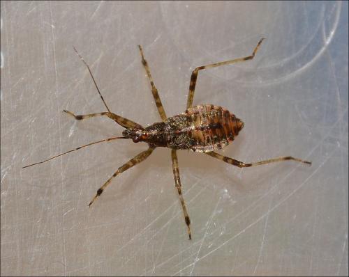 Himacerus apterus