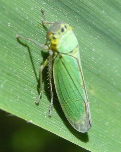Réf. 123 959 : Cicadella viridis
