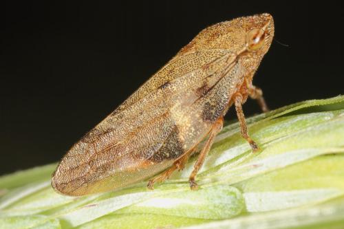Aphrophora alni