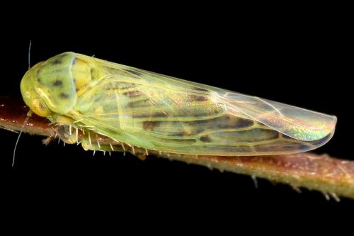 Réf. 123 138 : Balclutha punctata