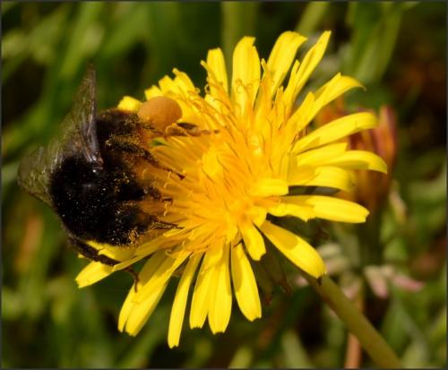 Bombus sp.
