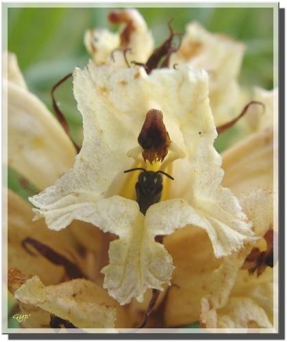 Hylaeus sp.