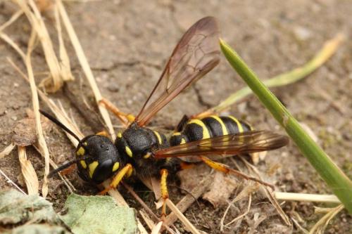 Cerceris arenaria