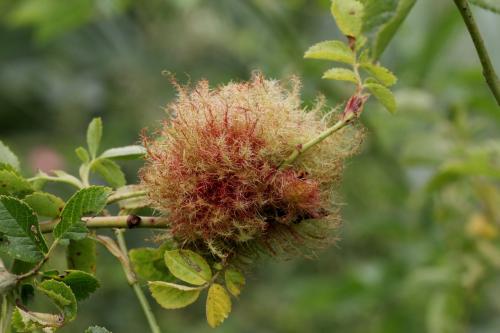 Diplolepis rosae