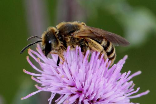 Halictus scabiosae