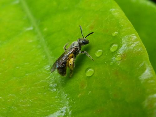 Lasioglossum sp.