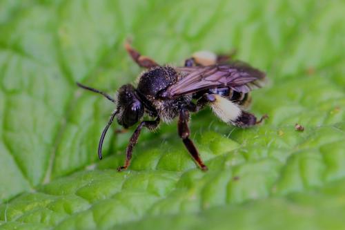 Réf. 123 822 : Macropis europaea