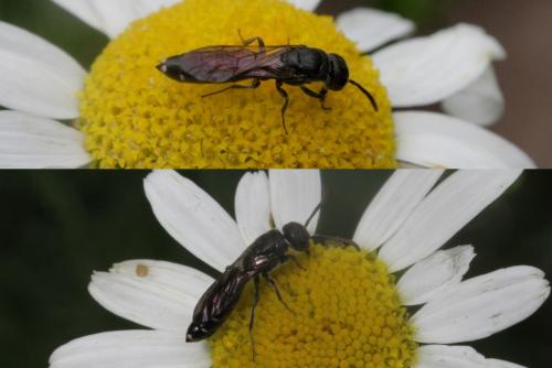 Réf. 123 921 : Sapygina decemguttata