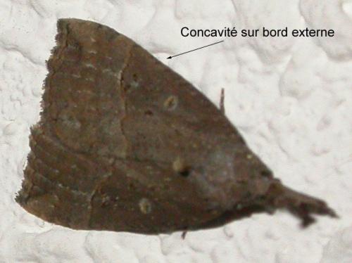 Réf. 123 292 : Hypena rostralis